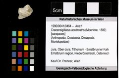 Foto (Objekt + Etiketten) von Cracensigillatus acutirostris (Moericke, 1889) 